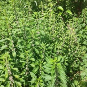 Motherwort in bloom, will soon be harvested for tincture.